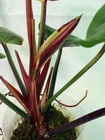 Philodendron Yellow Flame Variegata, plant #26.06.23.21