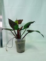 Philodendron Yellow Flame Variegata, plant #26.06.23.21