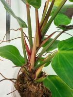 Philodendron Yellow Flame Variegata, plant #26.06.23.22