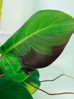 Philodendron Yellow Flame Variegata, plant #26.06.23.22