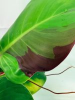 Philodendron Yellow Flame Variegata, plant #26.06.23.22
