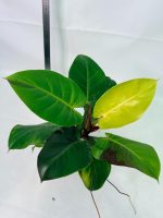 Philodendron Yellow Flame Variegata, plant #26.06.23.22