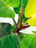 Philodendron Yellow Flame Variegata, plant #26.06.23.22
