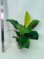 Philodendron Yellow Flame Variegata, plant #26.06.23.22