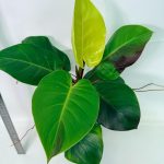 Philodendron Yellow Flame Variegata, plant #26.06.23.22