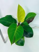 Philodendron Yellow Flame Variegata, plant #26.06.23.22
