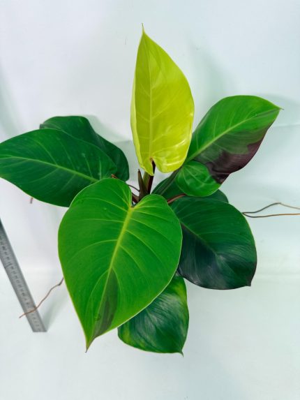 Philodendron Yellow Flame Variegata, plant #26.06.23.22