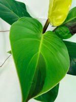 Philodendron Yellow Flame Variegata, plant #26.06.23.22
