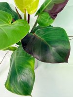 Philodendron Yellow Flame Variegata, plant #26.06.23.22