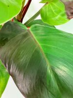 Philodendron Yellow Flame Variegata, plant #26.06.23.22