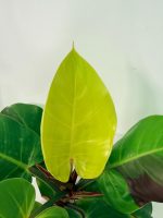 Philodendron Yellow Flame Variegata, plant #26.06.23.22