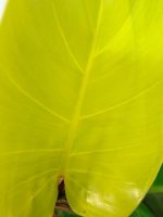 Philodendron Yellow Flame Variegata, plant #26.06.23.22
