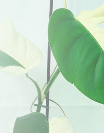 Variegated Monstera Albo leaves