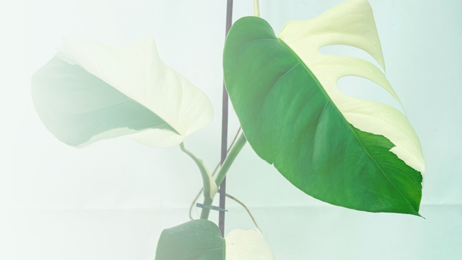 Variegated Monstera Albo leaves
